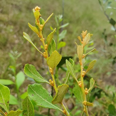 Lyonia fruticosa, photographed by Laura Gaudette