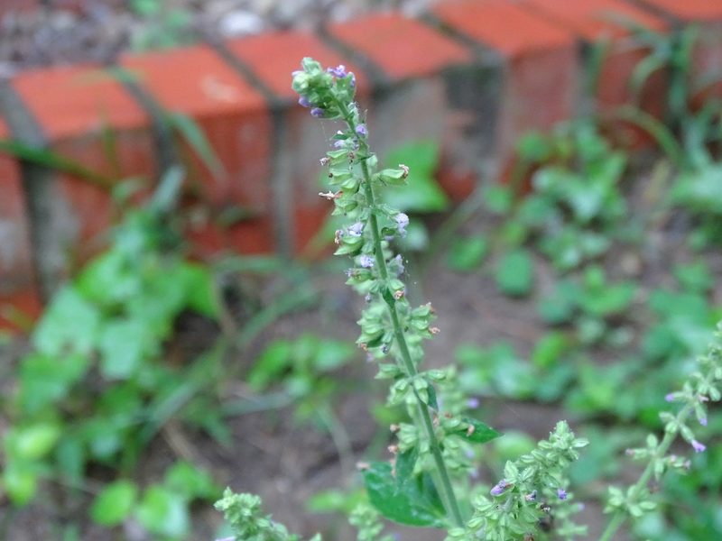 Salvia plebeia, photographed by 雲一百香果