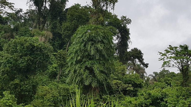 Philodendron bipinnatifidum, photographed by Celso Henrique Varela Rios