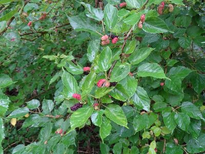 Morus indica, photographed by 雲一百香果