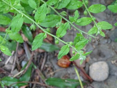 Bothriospermum zeylanicum