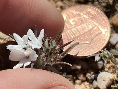 Calycadenia villosa, photographed by Kristen Nelson