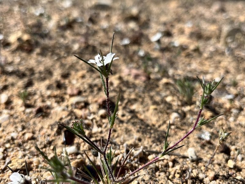 Calycadenia villosa, photographed by Kristen Nelson