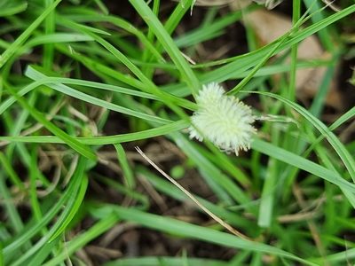 Cyperus sesquiflorus, photographed by Martin Rady