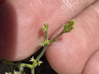 Chorizanthe brevicornu, photographed by Bobby McCabe