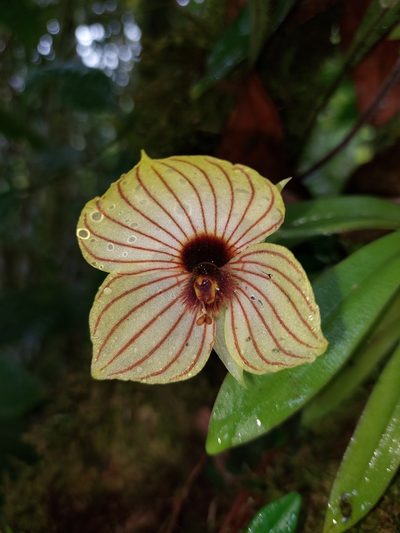 Telipogon pulcher, photographed by Daniel Mesa
