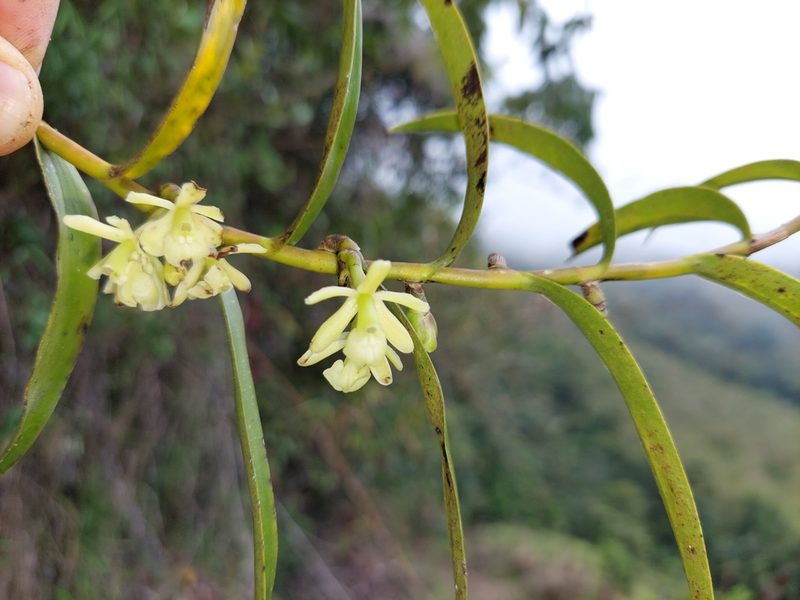 Epidendrum aggregatum, photographed by Daniel Mesa