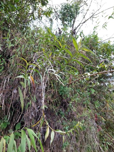 Epidendrum aggregatum, photographed by Daniel Mesa