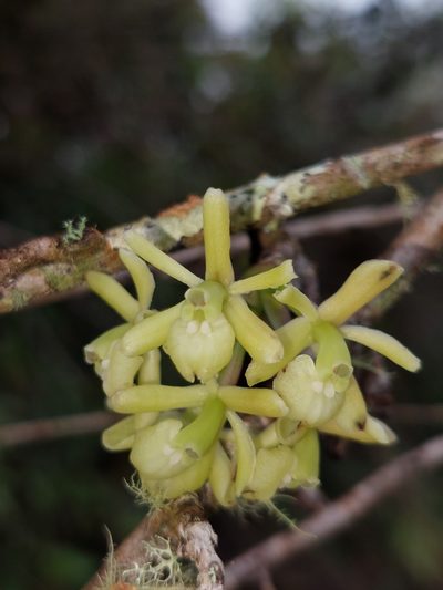 Epidendrum aggregatum, photographed by Daniel Mesa