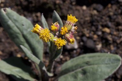 Senecio aronicoides