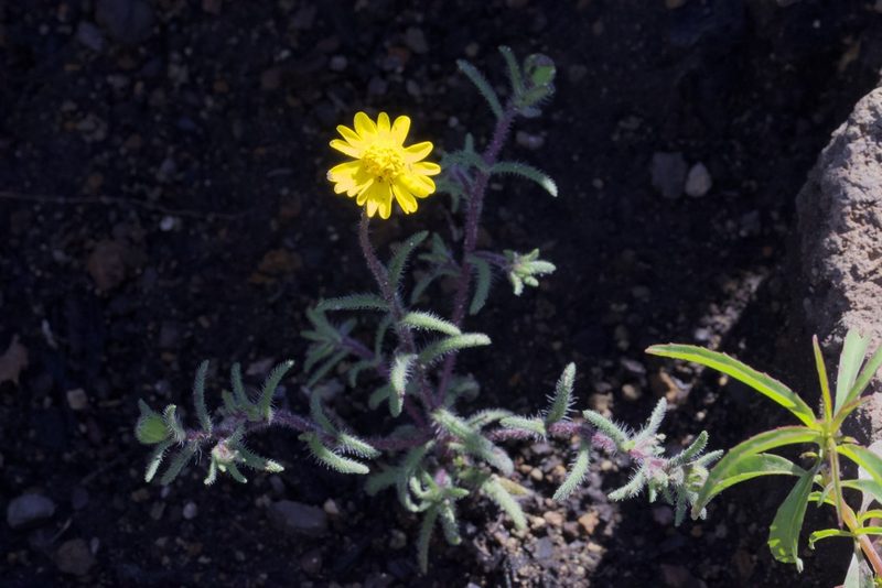 Harmonia nutans, photographed by Arvel Hernandez