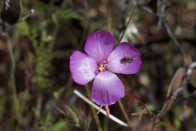 Clarkia gracilis, photographed by Arvel Hernandez