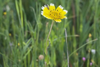 Layia chrysanthemoides, photographed by Arvel Hernandez