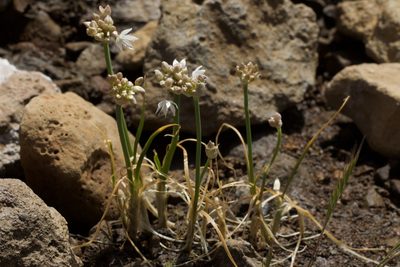 Allium amplectens, photographed by Arvel Hernandez