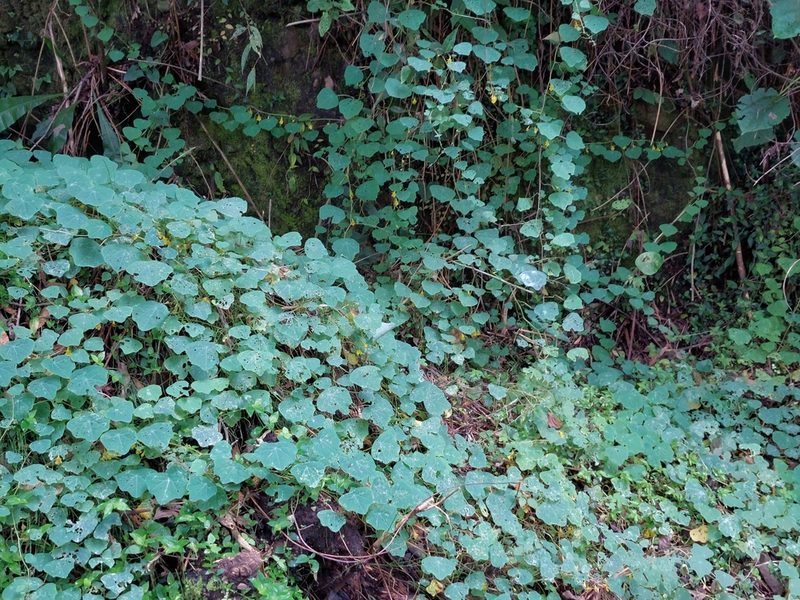 Tropaeolum pendulum, photographed by Daniel Mesa