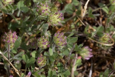 Trifolium microcephalum, photographed by Arvel Hernandez