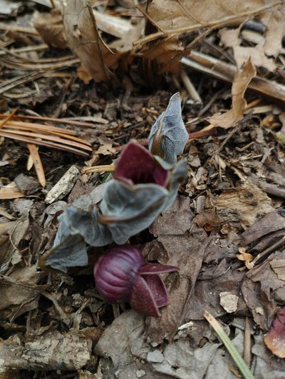 Asarum sieboldii, photographed by Tatyana Petrenko