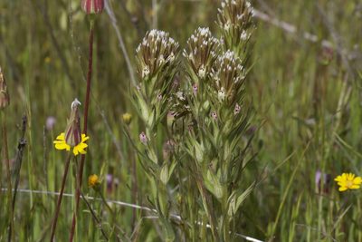 Castilleja attenuata, photographed by Arvel Hernandez