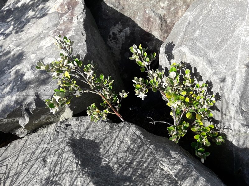 Correa alba, photographed by naturewatchwidow