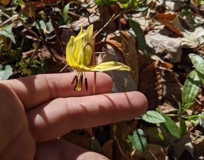 Erythronium umbilicatum, photographed by Zac Peterson