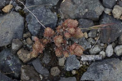 Sedum radiatum, photographed by Arvel Hernandez