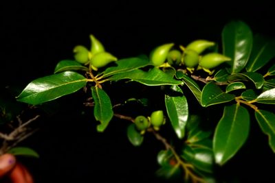 Diospyros tropophylla, photographed by Romer N. Rabarijaona