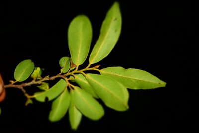 Diospyros tropophylla, photographed by Romer N. Rabarijaona