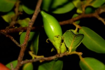 Diospyros tropophylla, photographed by Romer N. Rabarijaona