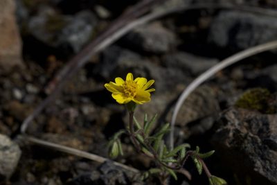 Harmonia nutans, photographed by Arvel Hernandez