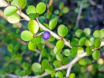 Myrsine divaricata, photographed by Oscar Dove