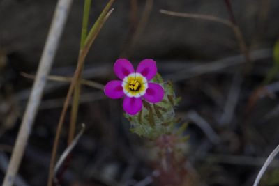 Leptosiphon ciliatus, photographed by Arvel Hernandez