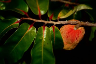 Xylopia sericolampra, photographed by Romer N. Rabarijaona