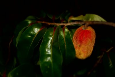 Xylopia sericolampra, photographed by Romer N. Rabarijaona