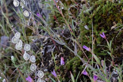 Thysanocarpus curvipes, photographed by Arvel Hernandez