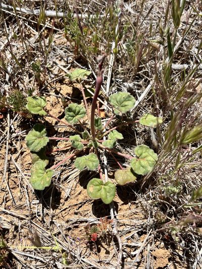 Eriogonum clavatum, photographed by Kristen Nelson