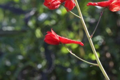 Delphinium nudicaule, photographed by Arvel Hernandez