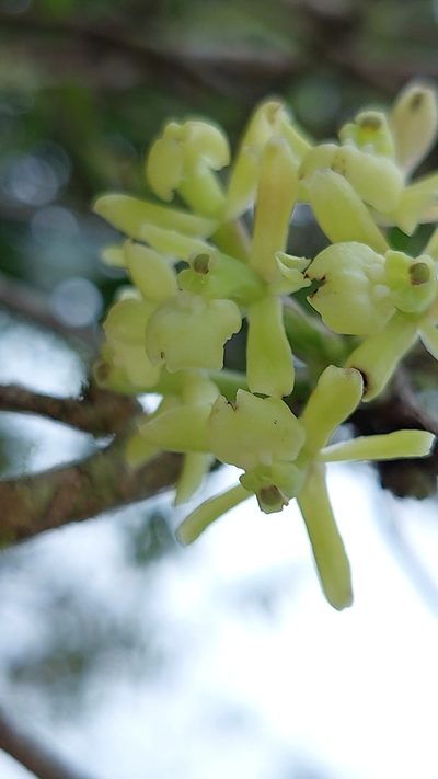 Epidendrum aggregatum, photographed by Daniel Mesa