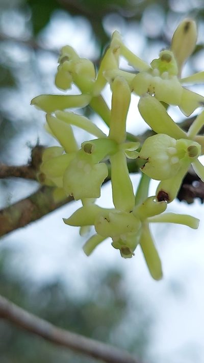 Epidendrum aggregatum, photographed by Daniel Mesa