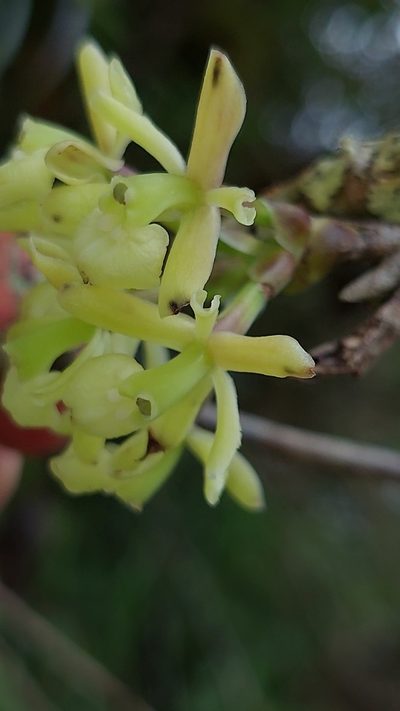 Epidendrum aggregatum, photographed by Daniel Mesa