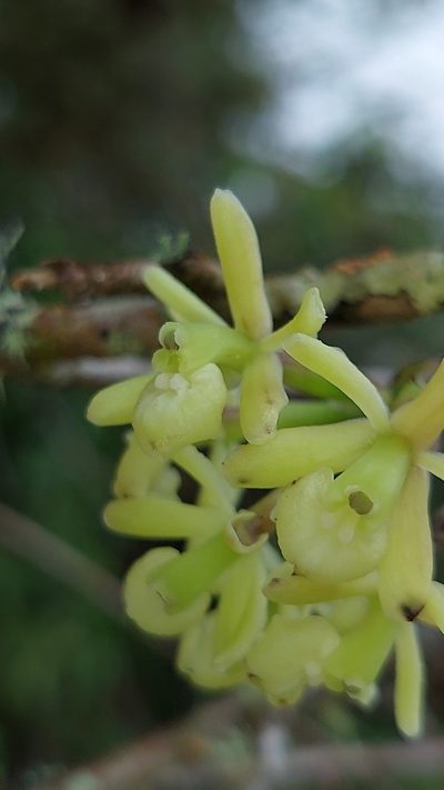 Epidendrum aggregatum, photographed by Daniel Mesa