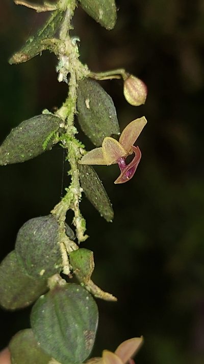 Andinia hippocrepica, photographed by Daniel Mesa