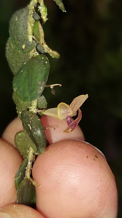 Andinia hippocrepica, photographed by Daniel Mesa