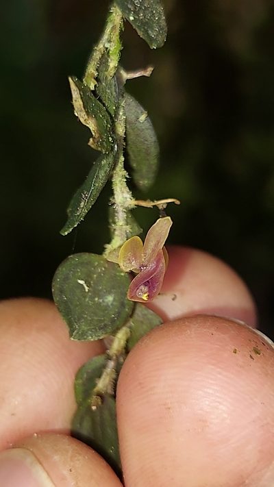 Andinia hippocrepica, photographed by Daniel Mesa