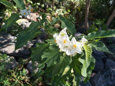 Solanum bonariense, photographed by Bahiano Ayala