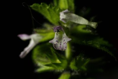 Stachys arvensis, photographed by Sigourney Juneau