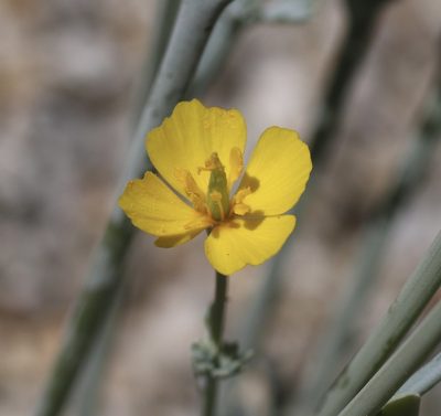 Eschscholzia minutiflora, photographed by Cricket Raspet