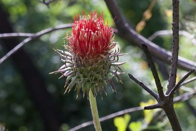 Cirsium occidentale, photographed by Arvel Hernandez