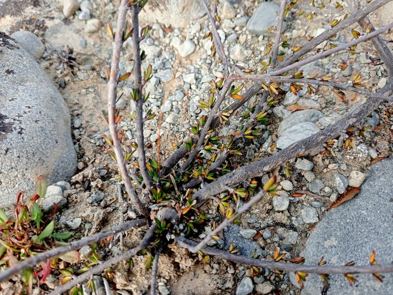 Coprosma brunnea, photographed by John Barkla