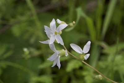 Lithophragma heterophyllum, photographed by Arvel Hernandez