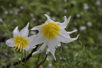Erythronium helenae, photographed by Arvel Hernandez